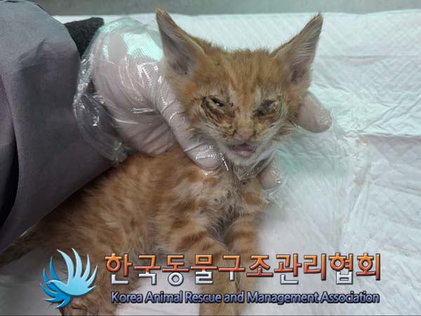 종료(자연사) 한국…